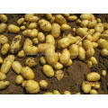 tengzhou fresh potato for export